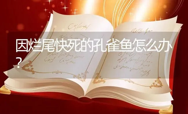 因烂尾快死的孔雀鱼怎么办？ | 鱼类宠物饲养