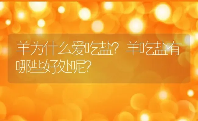 羊为什么爱吃盐？羊吃盐有哪些好处呢？ | 动物养殖百科