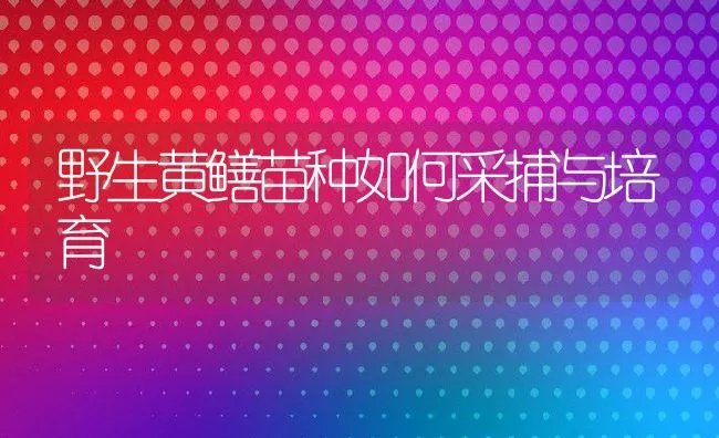 野生黄鳝苗种如何采捕与培育 | 动物养殖饲料