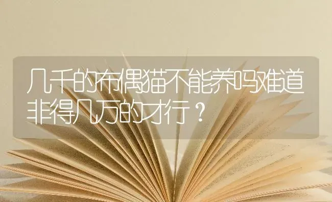 几千的布偶猫不能养吗难道非得几万的才行？ | 动物养殖问答