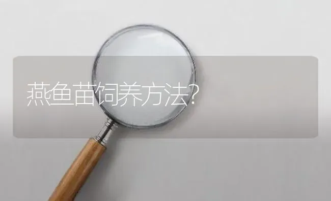 燕鱼苗饲养方法？ | 鱼类宠物饲养