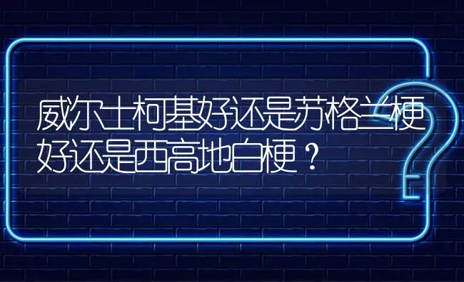 威尔士柯基好还是苏格兰梗好还是西高地白梗？ | 动物养殖问答