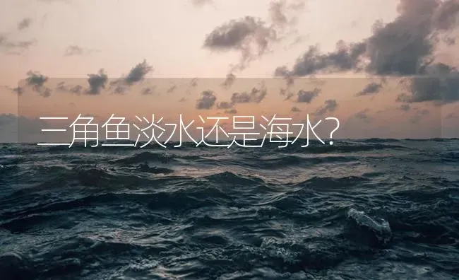 三角鱼淡水还是海水？ | 鱼类宠物饲养