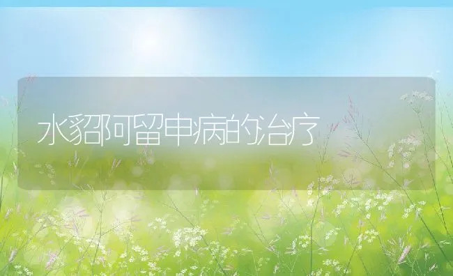 水貂阿留申病的治疗 | 水产养殖知识