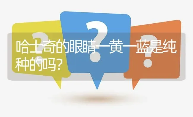 哈士奇的眼睛一黄一蓝是纯种的吗？ | 动物养殖问答