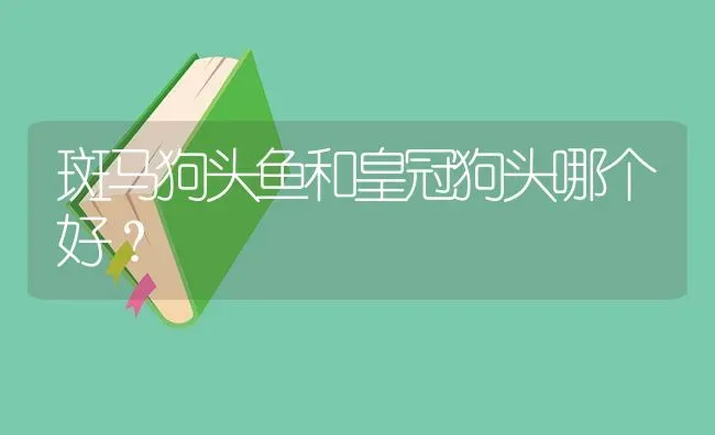 斑马狗头鱼和皇冠狗头哪个好？ | 鱼类宠物饲养