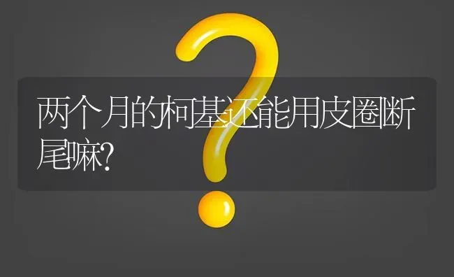 两个月的柯基还能用皮圈断尾嘛？ | 动物养殖问答