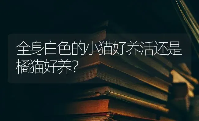 全身白色的小猫好养活还是橘猫好养？ | 动物养殖问答