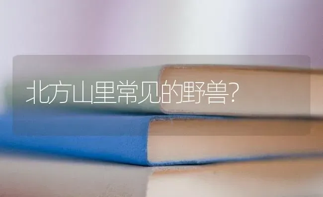 泰迪配比熊 哪个做母本好？ | 动物养殖问答