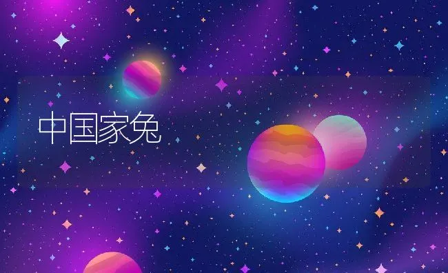 中国家兔 | 动物养殖学堂