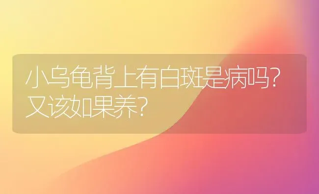 小乌龟背上有白斑是病吗？又该如果养？ | 动物养殖问答