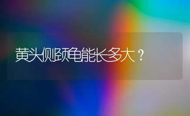 黄头侧颈龟能长多大？ | 动物养殖问答