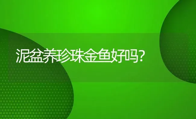 泥盆养珍珠金鱼好吗？ | 鱼类宠物饲养