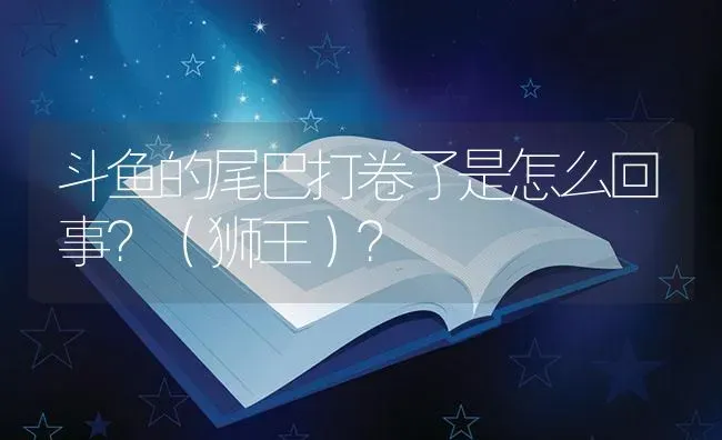 斗鱼的尾巴打卷了是怎么回事？（狮王）？ | 鱼类宠物饲养