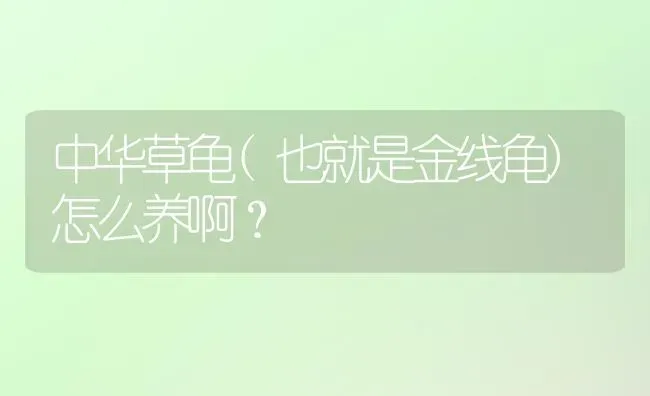 中华草龟(也就是金线龟)怎么养啊？ | 动物养殖问答