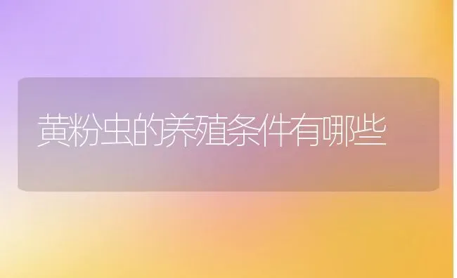 黄粉虫的养殖条件有哪些 | 动物养殖百科