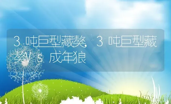 3吨巨型藏獒,3吨巨型藏獒Vs成年狼 | 宠物百科知识