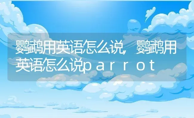 鹦鹉用英语怎么说,鹦鹉用英语怎么说parrot | 宠物百科知识