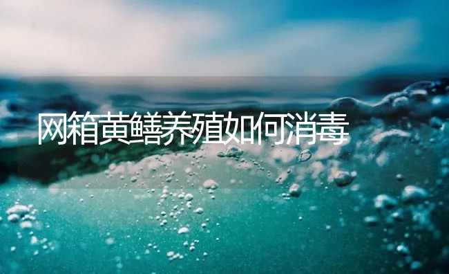 网箱黄鳝养殖如何消毒 | 海水养殖技术