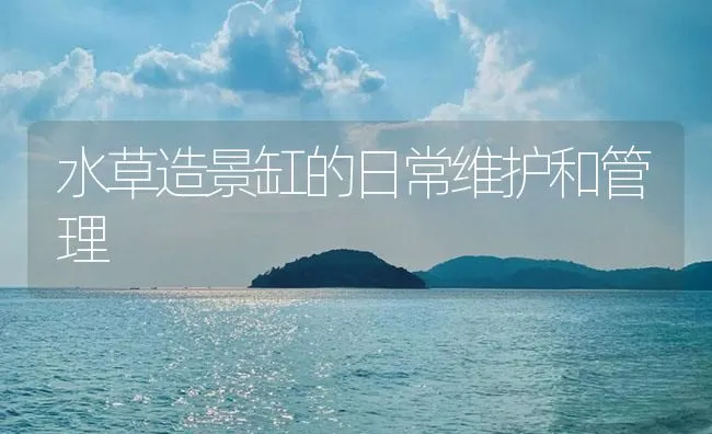 水草造景缸的日常维护和管理 | 海水养殖技术