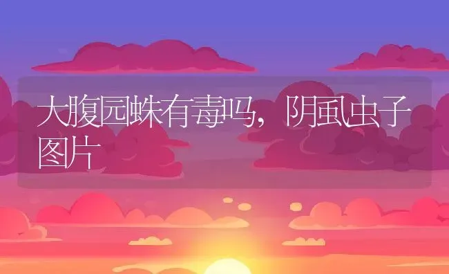 大腹园蛛有毒吗,阴虱虫子图片 | 宠物百科知识