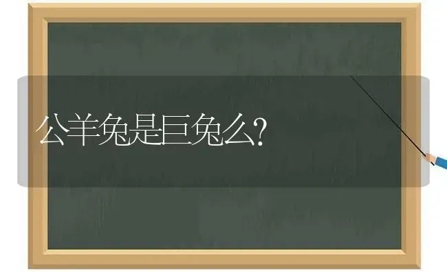 和泰迪很像的狗是什么狗底盘比较低？ | 动物养殖问答