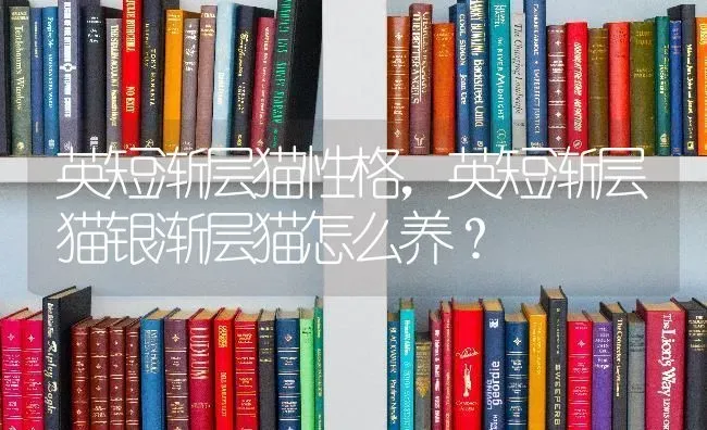 英短渐层猫性格，英短渐层猫银渐层猫怎么养？ | 动物养殖问答