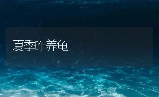 夏季咋养龟 | 海水养殖技术