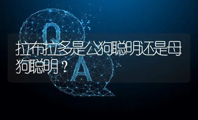 拉布拉多是公狗聪明还是母狗聪明？ | 动物养殖问答