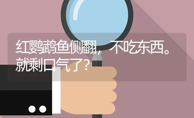 红鹦鹉鱼侧翻，不吃东西。就剩口气了？ | 鱼类宠物饲养