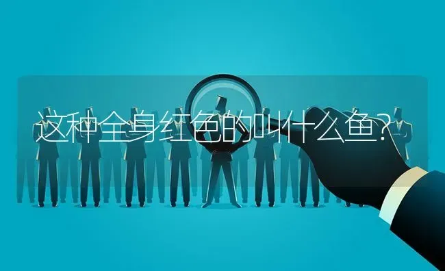 这种全身红色的叫什么鱼？ | 鱼类宠物饲养