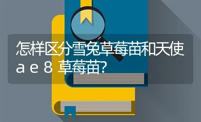 想养只猫,美短,和英短哪个性格比较好?爱干净？不粘人？ | 动物养殖问答