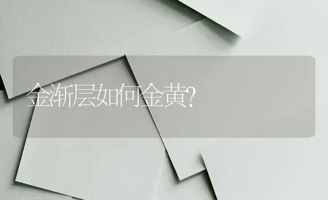 金渐层如何金黄？ | 动物养殖问答