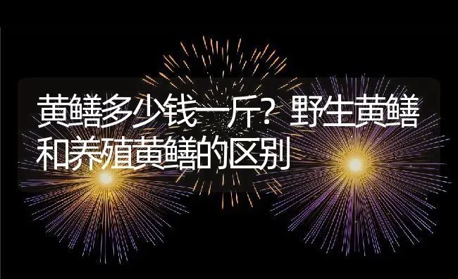 黄鳝多少钱一斤？野生黄鳝和养殖黄鳝的区别 | 动物养殖百科