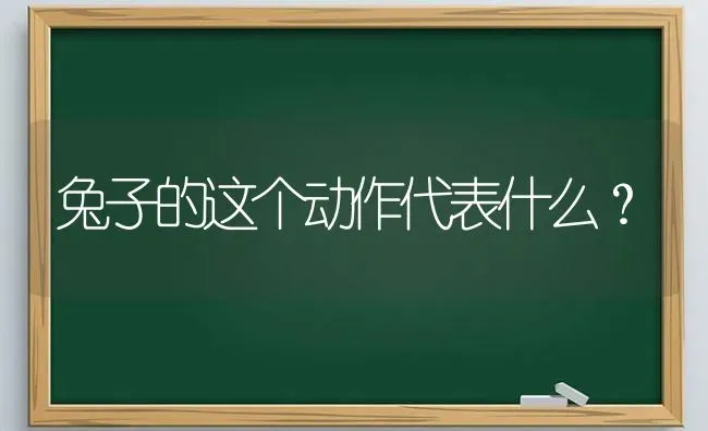 兔子的这个动作代表什么？ | 动物养殖问答