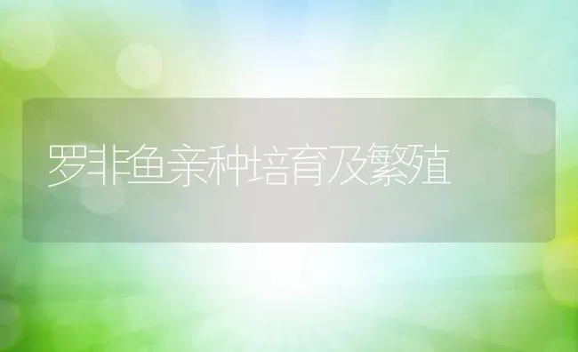 罗非鱼亲种培育及繁殖 | 动物养殖百科