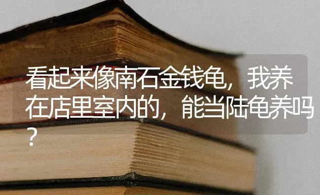 看起来像南石金钱龟，我养在店里室内的，能当陆龟养吗？ | 动物养殖问答