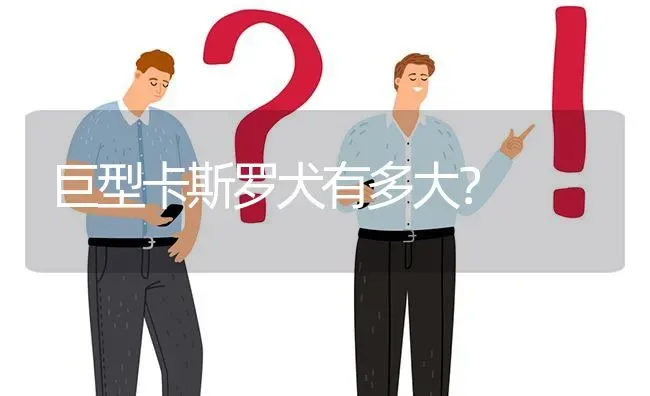 巨型卡斯罗犬有多大？ | 动物养殖问答