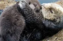 野生水獭光顾水族馆住院产崽