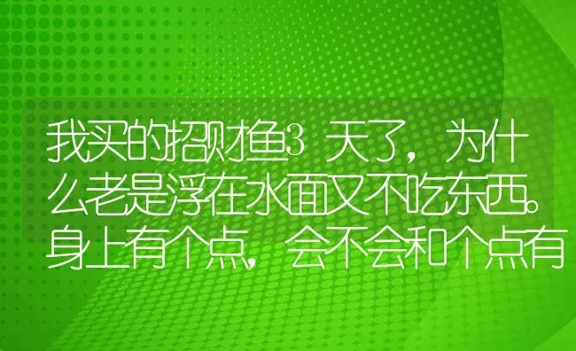 我买的招财鱼3天了，为什么老是浮在水面又不吃东西。身上有个点，会不会和个点有关生病了？ | 鱼类宠物饲养