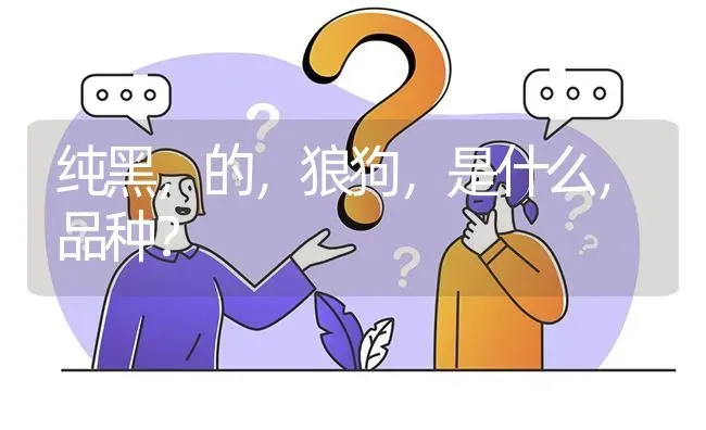 纯黑，的，狼狗，是什么，品种？ | 动物养殖问答