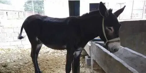 养肉驴赚钱吗？养肉驴前景及市场价格行情分析