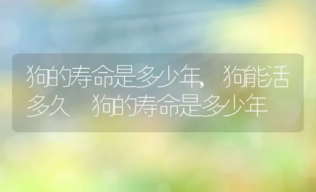 狗的寿命是多少年,狗能活多久 狗的寿命是多少年 | 宠物百科知识