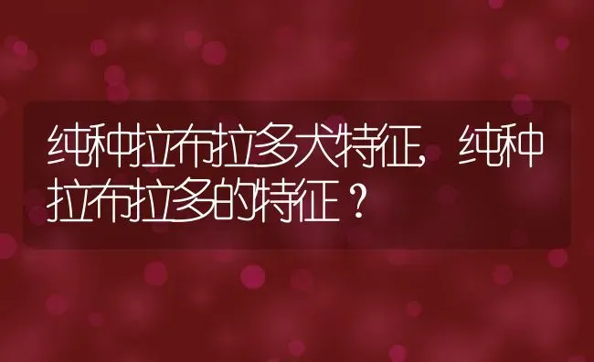 纯种拉布拉多犬特征,纯种拉布拉多的特征？ | 宠物百科知识