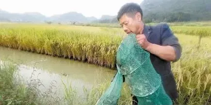 稻田泥鳅高密度养殖技术