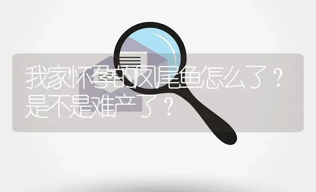 我家怀孕的凤尾鱼怎么了？是不是难产了？ | 鱼类宠物饲养