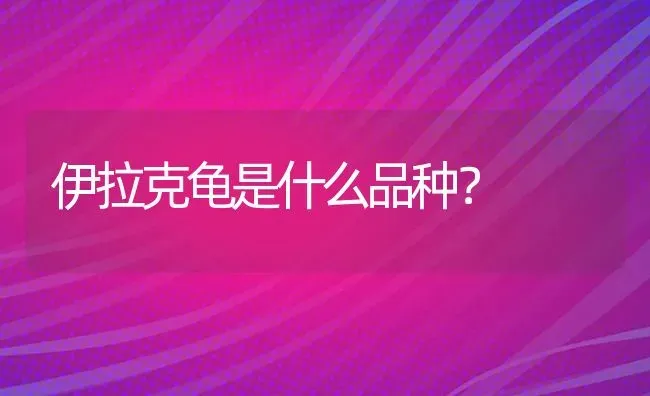 亚洲东部产侏儒兔吗？ | 动物养殖问答