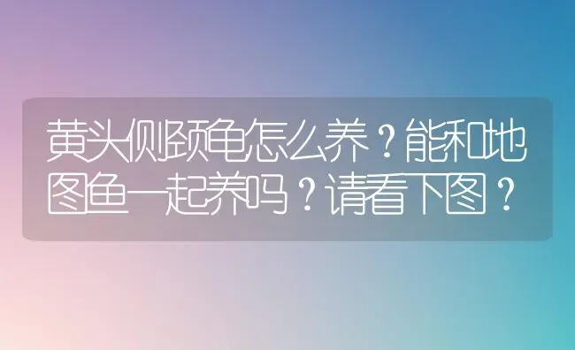 黄头侧颈龟怎么养？能和地图鱼一起养吗？请看下图？ | 动物养殖问答