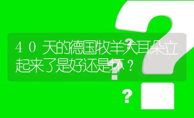 40天的德国牧羊犬耳朵立起来了是好还是坏？ | 动物养殖问答