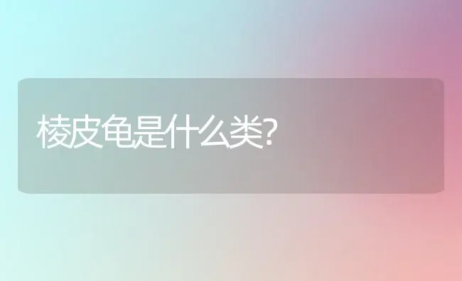 棱皮龟是什么类？ | 动物养殖问答